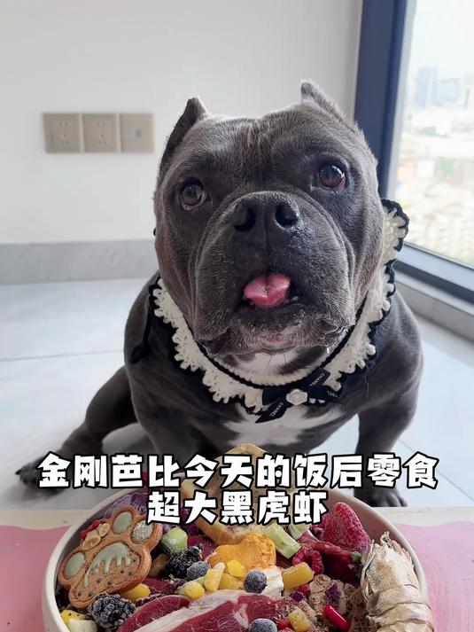 金刚芭比的饭后零食 超大黑虎虾