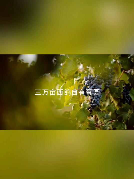 优质干红葡萄酒，精品国产红酒N28赤霞珠