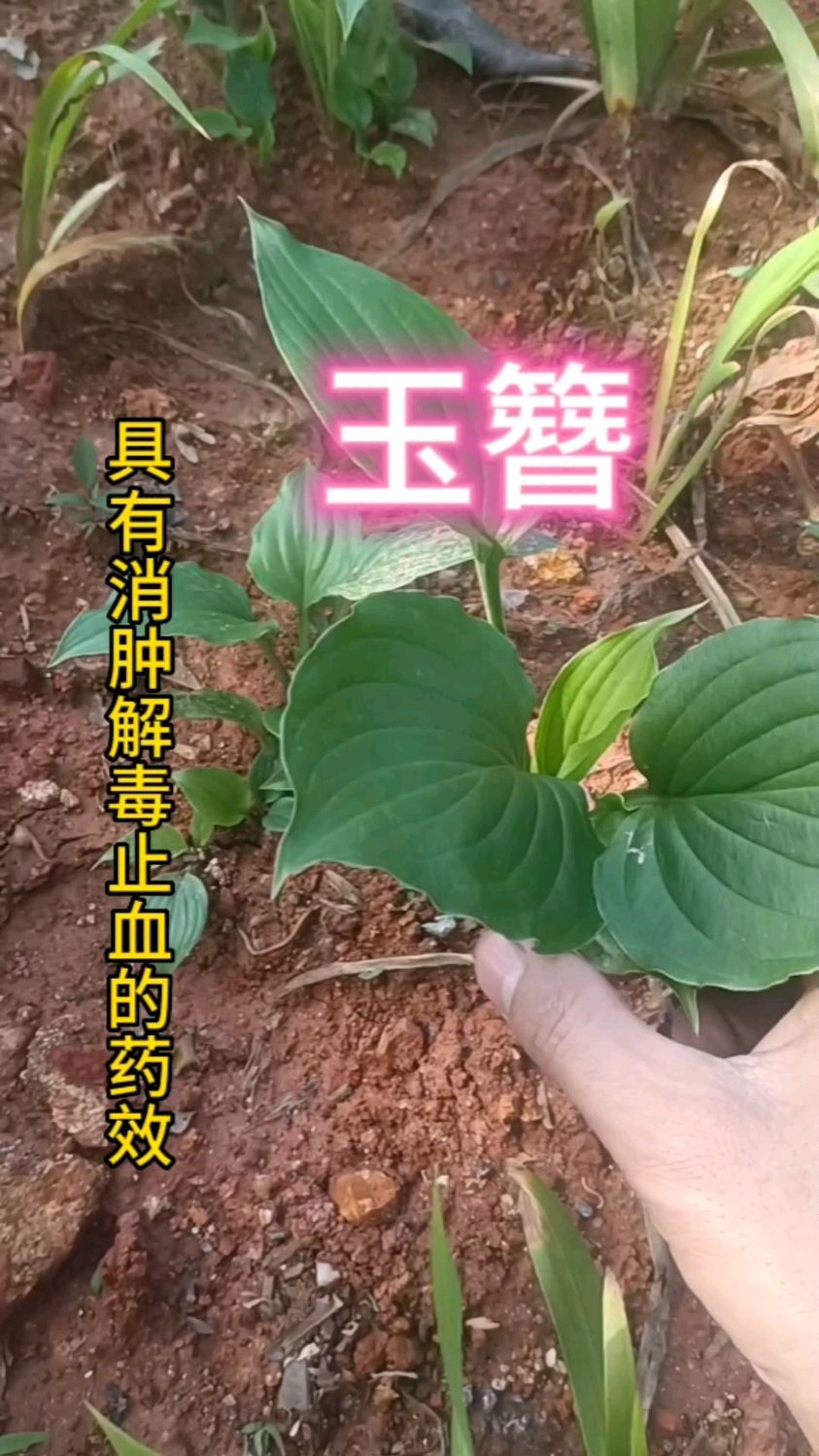 玉簪是古老植物不仅观赏价值高,药用价值更高,你家乡有这样植物吗