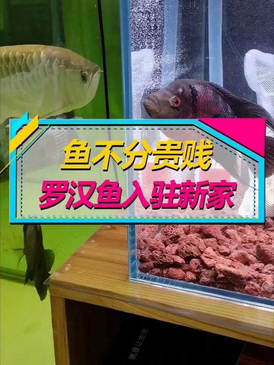 罗汉鱼换新缸啦，养鱼不分贵贱，设备比鱼还贵