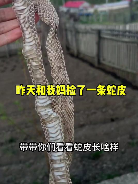 蛇皮煎蛋来了！让我看看怎么个事