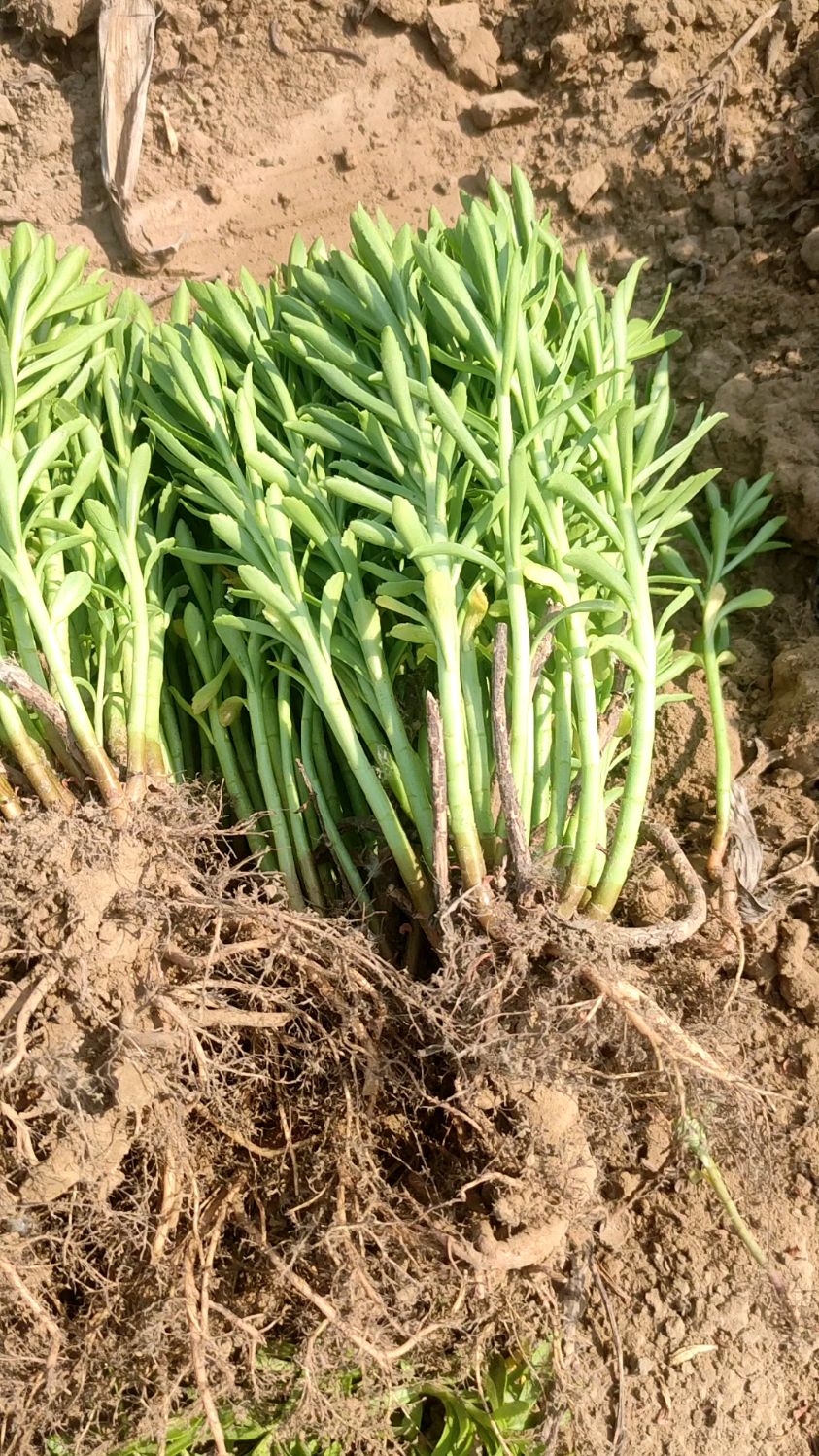 救心菜,养心又补钙,含硒的价值更高,地栽盆栽都可以,种植方法很简单