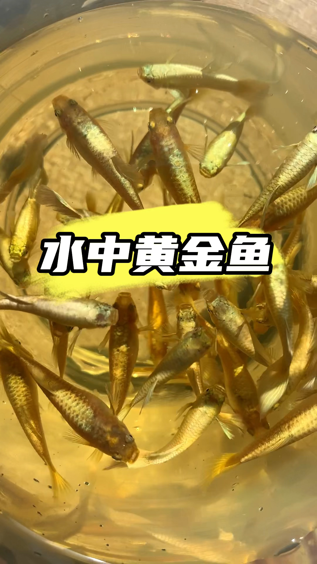满鳞黄金孔雀鱼  #轻松养鱼快乐养鱼 #水族 #观赏鱼 #养鱼日志 #鱼儿水中游