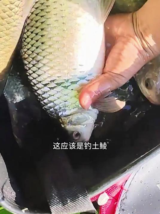 土鲮鱼最爱吃的饵料!西部风狂口版,打窝10分钟爆护!