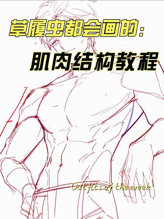 草履虫都会画的人体肌肉