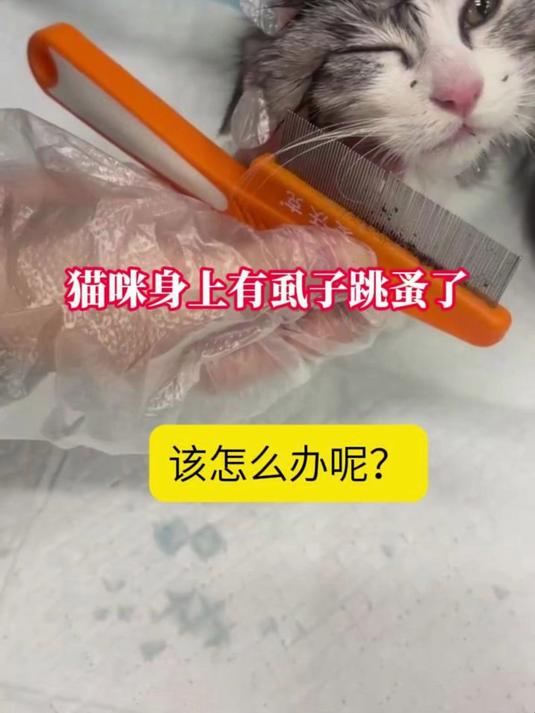 猫咪身上有虱子跳蚤该怎么办?