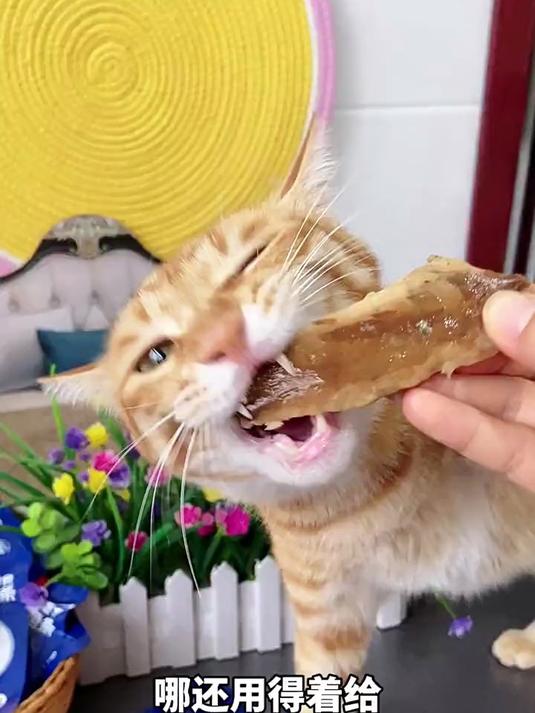 -蒸煮鲣鱼鲜嫩可口猫猫狗狗都爱吃快赶紧拿给猫猫吃吧