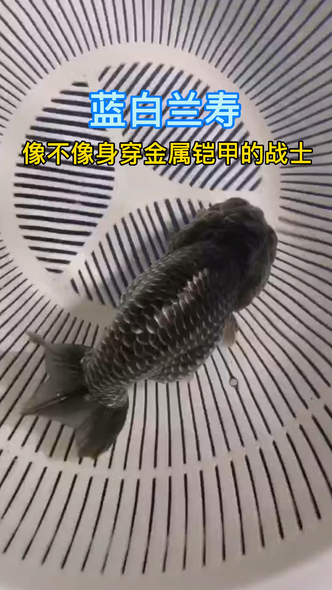 蓝白兰寿金鱼,鳞片具有金属感,太酷了