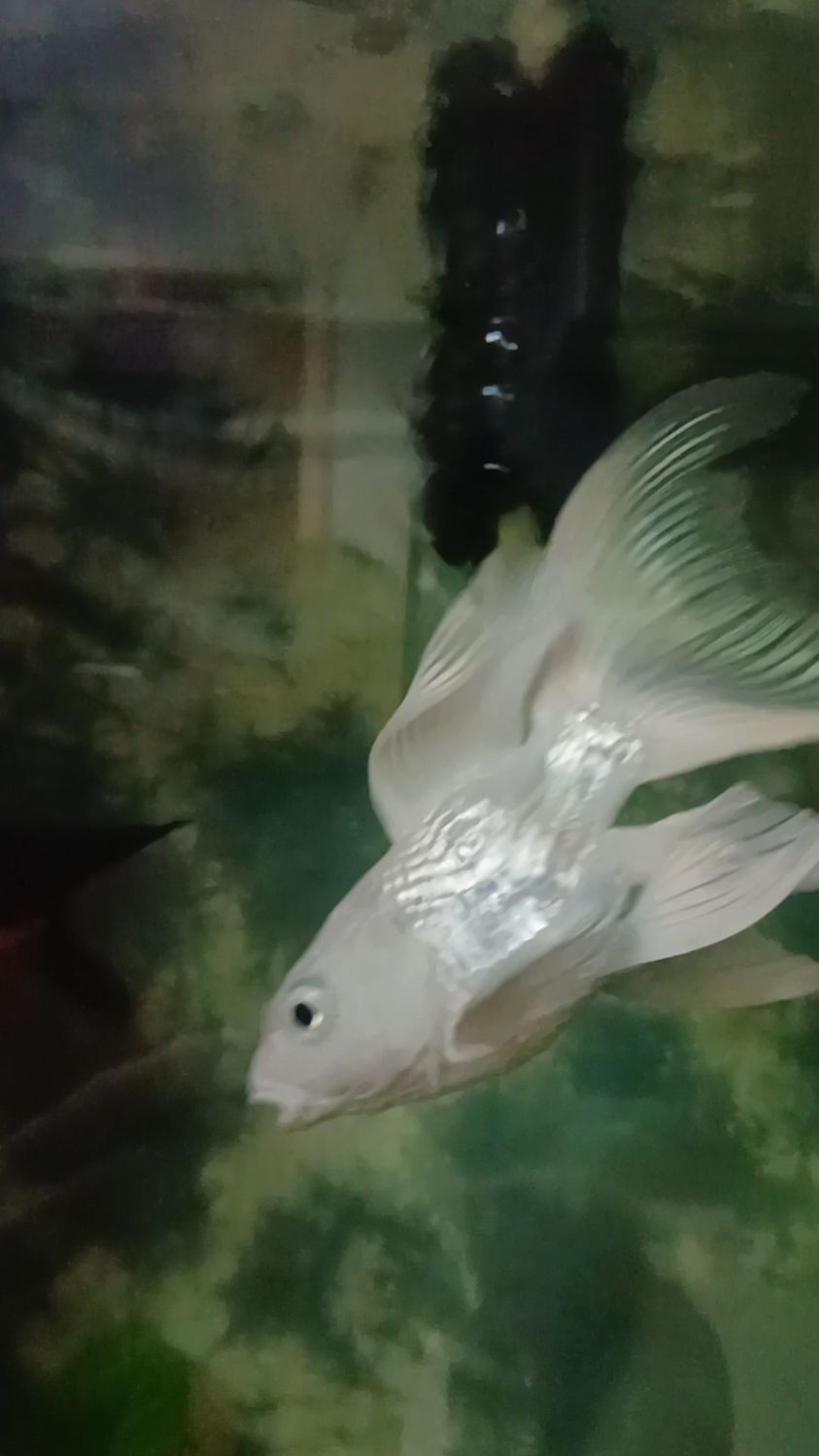 鱼缸里的小球鲤鱼