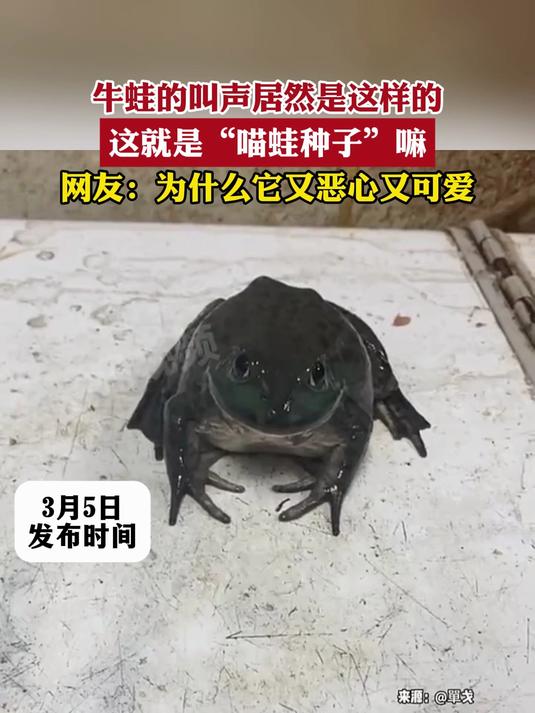 牛蛙的叫声居然是这样的,这就是“喵蛙种子”嘛