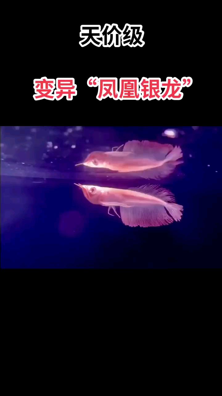 天价级变异“凤凰银龙”