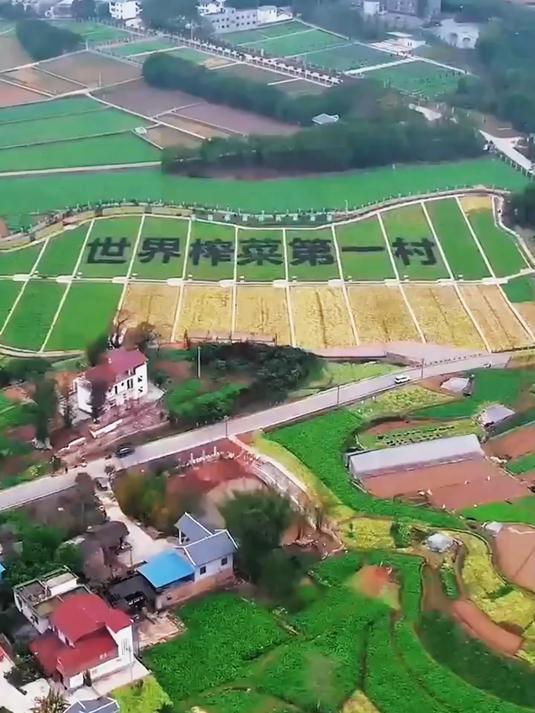 去皮榨菜酥脆爽口_早上拌粥夹馒头_炒个肉丝啥的都好吃