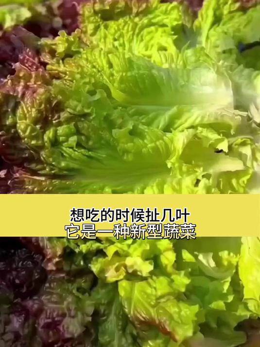 紫叶生菜盆栽颜值高,紫色叶片防虫害,种子遇水三天就发芽