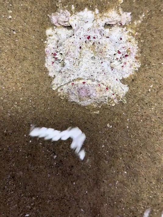哪些海鱼有毒，哪些海鱼能吃，你了解多少