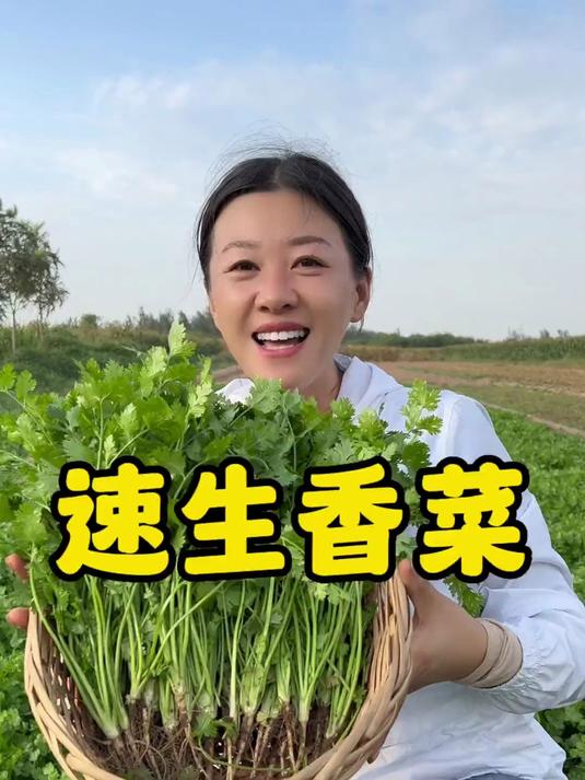 家庭种菜优选!速生四季香菜种子生长超快,每餐都有鲜香菜