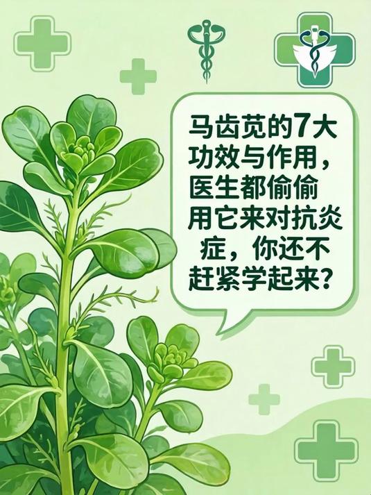 马齿苋的7大功效与作用,医生都偷偷用它来对抗炎症,你还不赶紧学起来?