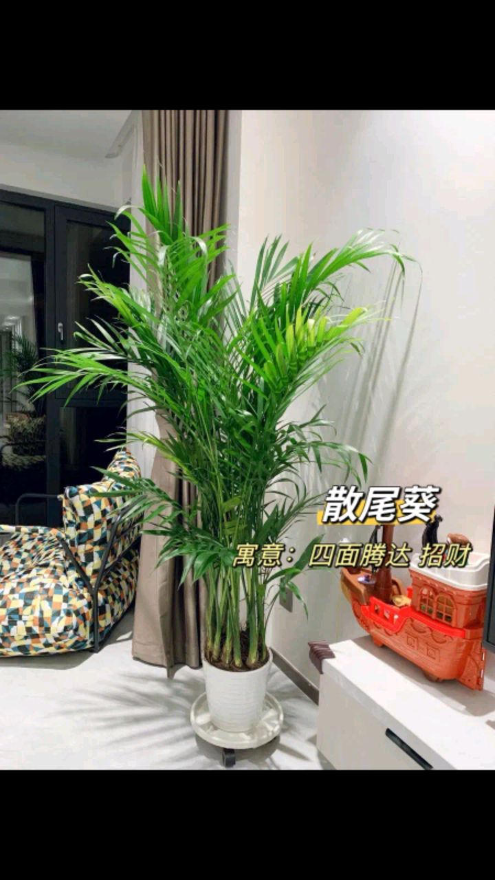 寓意美好的11款绿植 新房一定安排上。新房软装搭配