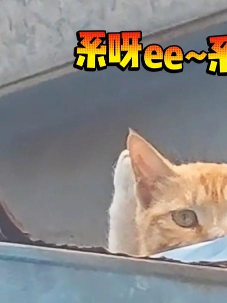 猫猫:报告!我我我,我想吃小鱼干#猫咪# #可爱# #萌宠# #萌化了#