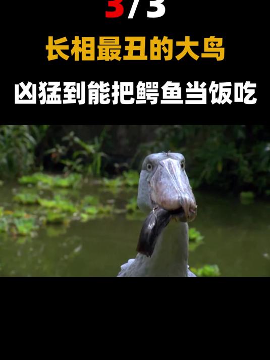 表面上蠢萌懂礼貌,背地里把鳄鱼当饭吃,鲸头鹳还有什么秘密?