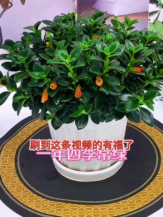 装修后异味大的,养金鱼吊兰,吸附甲醛又美观大方