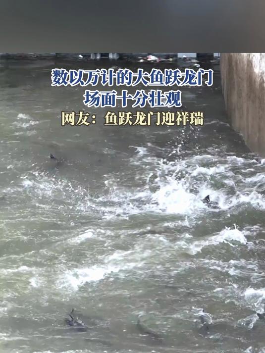数以万计的大鱼跃龙门,场面十分壮观