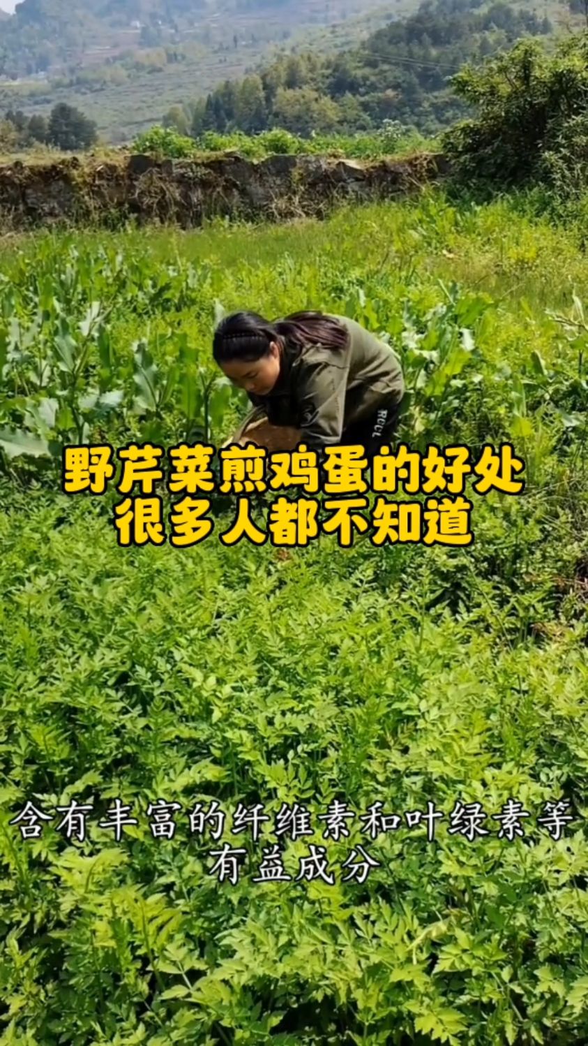 今天遇到好大一片野芹菜