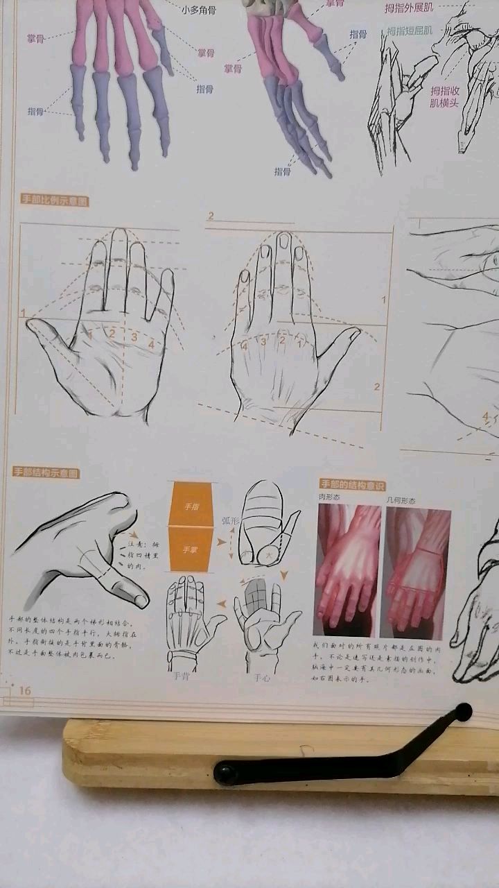 当代国画家徐鹤～校考线描教程:手的骨骼肌肉(二)