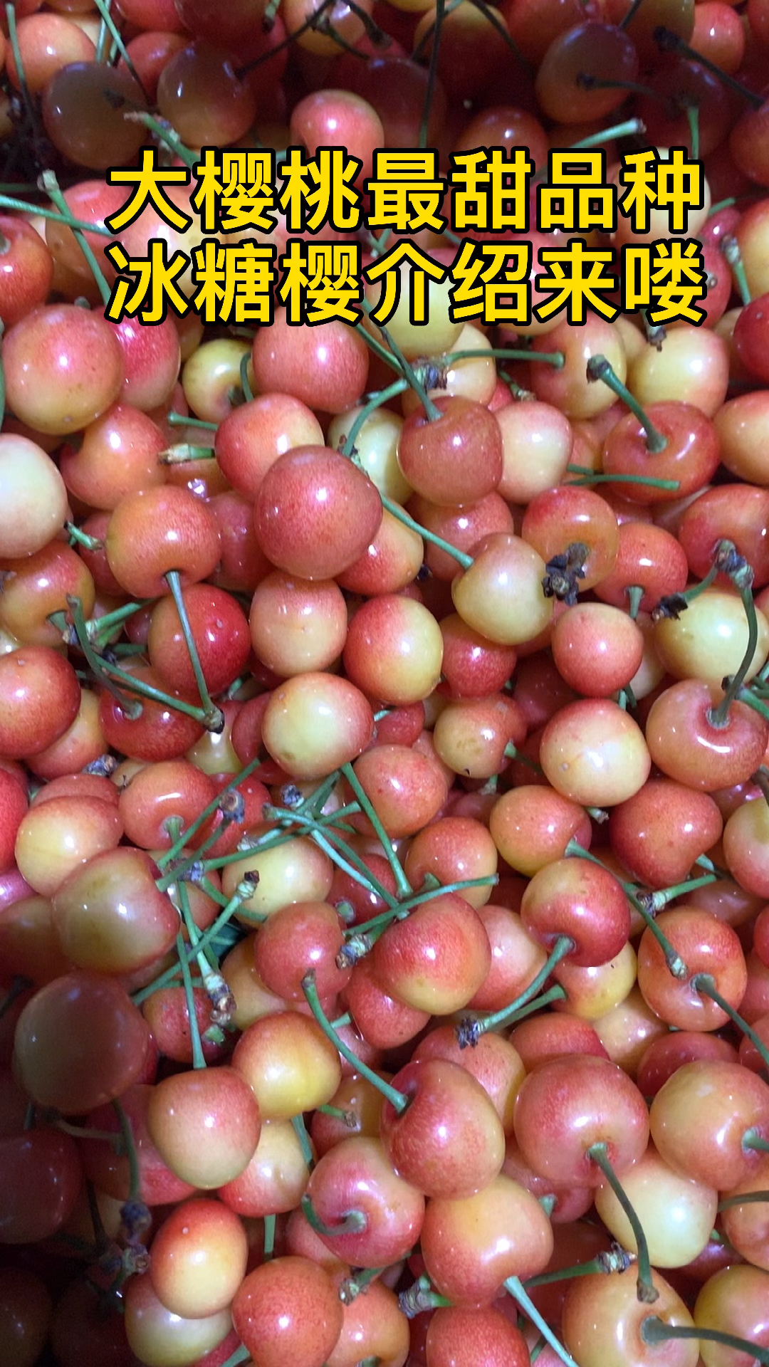 大樱桃最甜品种冰糖樱介绍