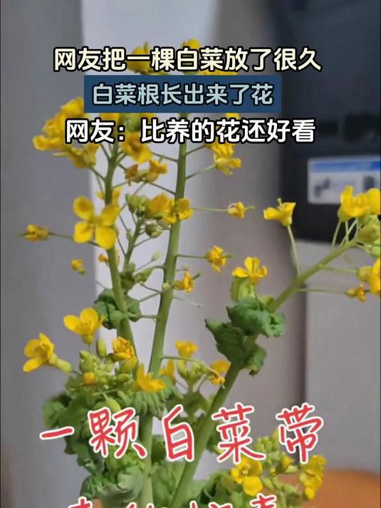 网友把一棵白菜放了很久,白菜根长出来了花