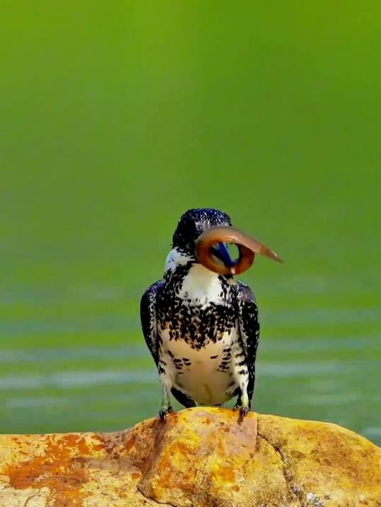 分享16种奇特的鸟类，你认识几种？ #小鸟 #鸟 #动物 #神奇动物在抖音