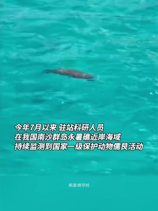 国家一级保护动物“美人鱼”儒艮，频现南沙群岛永暑礁海域