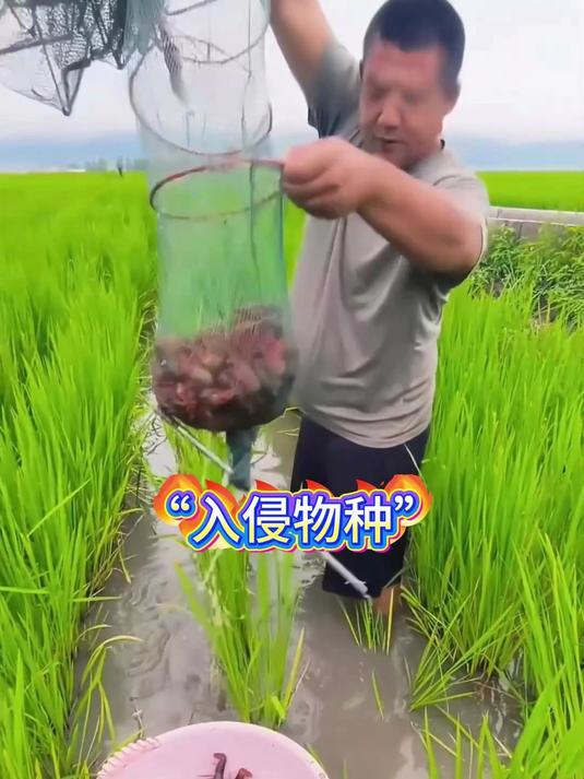 小龙虾,竟真是个外来户!