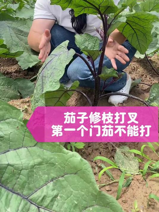 茄子门花 门茄别乱打#蔬菜种植技术 #茄子种植 #绿色蔬菜种植基地