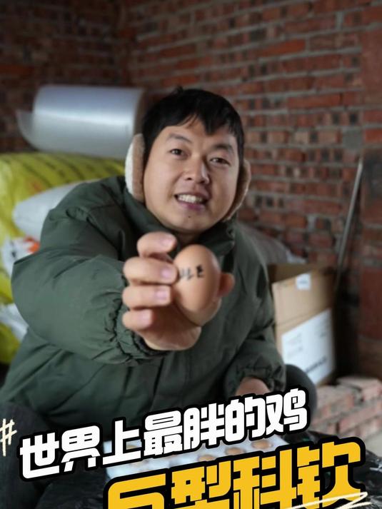 据说是世界上最胖的鸡?#观赏鸡##宠物鸡##珍禽养殖##养鸡#