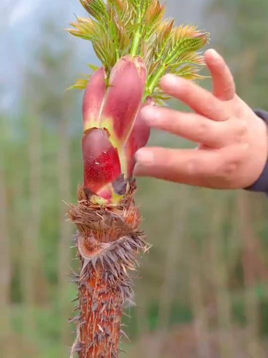 来自春天的美味野菜合集。刺龙苞一种特别的山菜