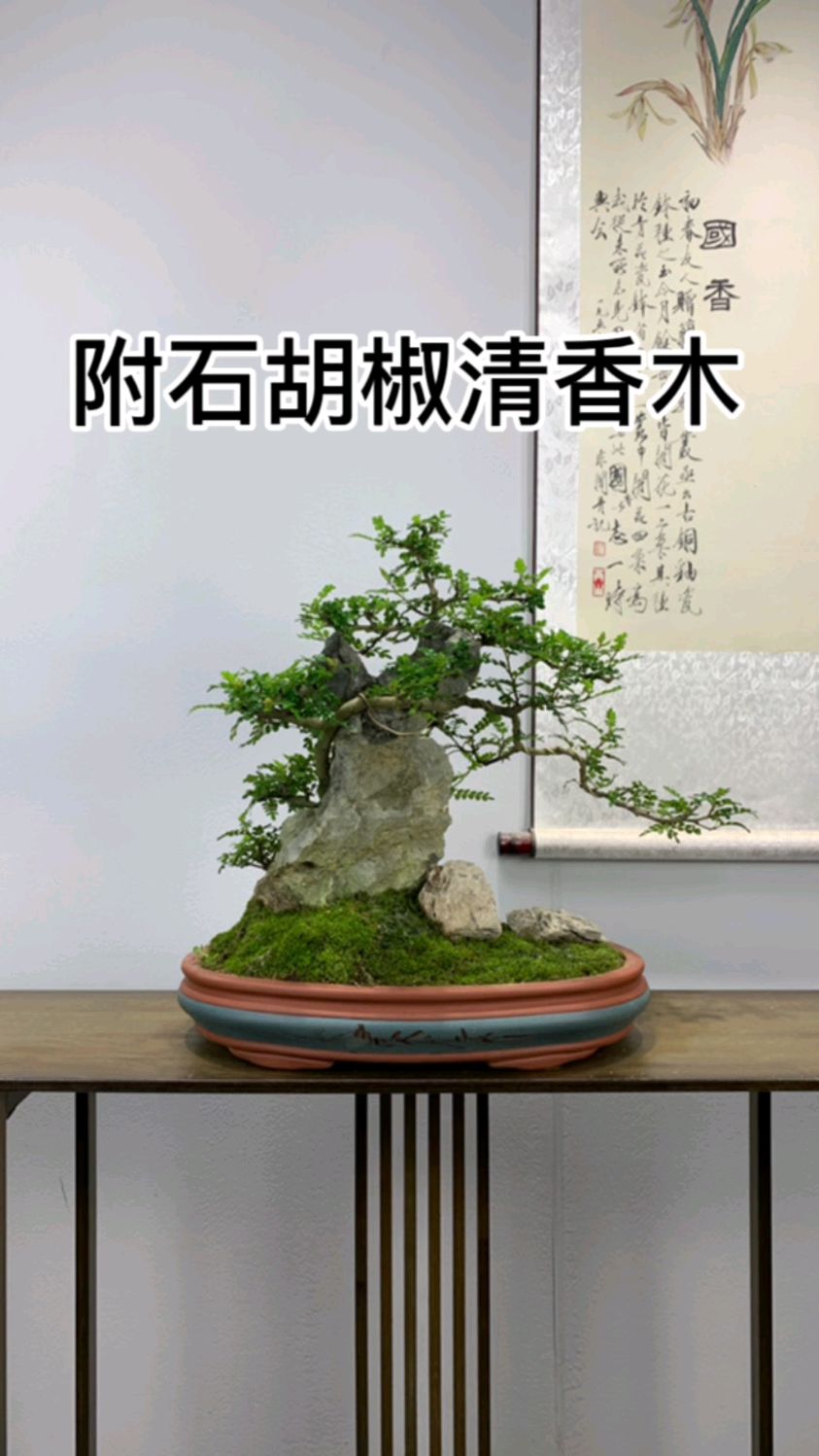 胡椒木的寓意是:自信自立,勇敢做自己,不怕困难