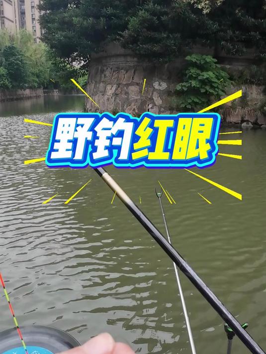 长子线钓红眼 红眼这个鱼这么精怎么钓？#钓红眼# #野钓红眼# #赤眼鳟# #钓红眼技巧#