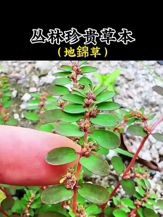 地草也叫雀儿卧丹、红丝草，血见愁等