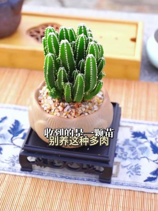 咖啡店氛围担当,万重山仙人掌造景组盆,打造网红打卡植物墙