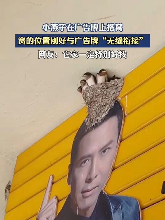 小燕子在广告牌上搭窝，窝的位置刚好与广告牌“无缝衔接”
