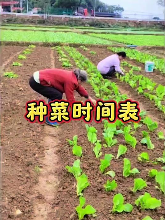 种菜时间表,南北方都适用!
