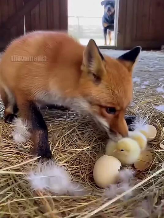 狐狸偷鸡,狗狗过来直接不敢动了