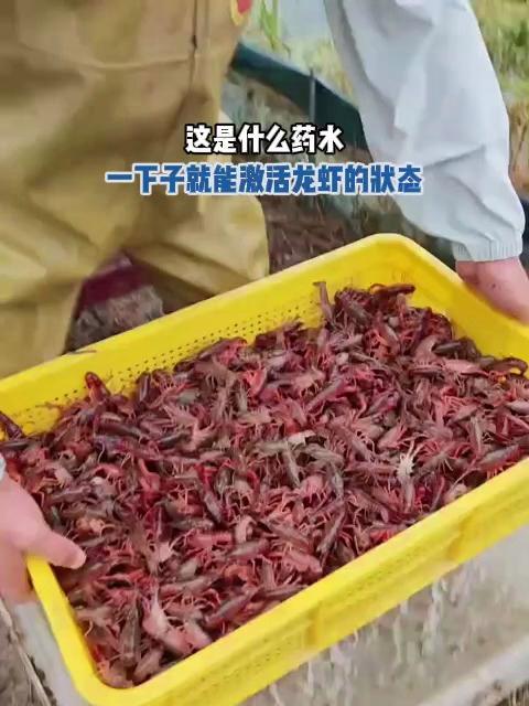 这是什么药水,一下子就能激活龙虾的状态