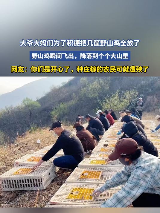 大爷大妈们为了积德把几筐野山鸡全放了