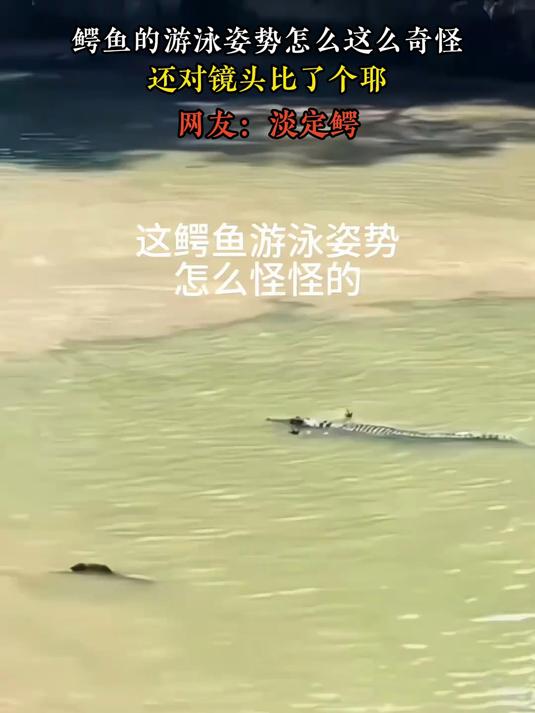 鳄鱼的游泳姿势怎么这么奇怪,还对镜头比了个耶