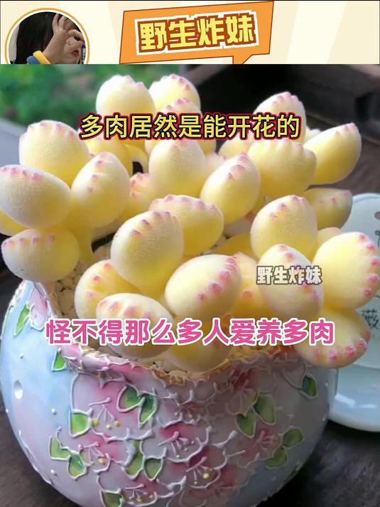 多肉居然是能开花的