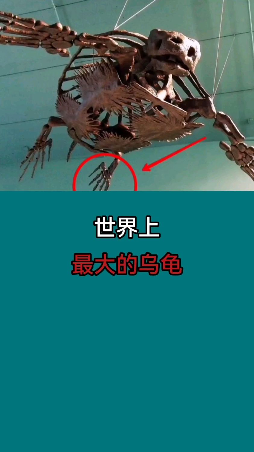 世界上,最大的乌龟