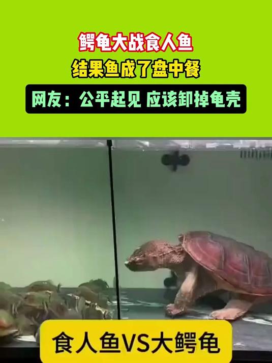 鳄龟大战食人鱼,结果鱼成了盘中餐,网友:公平起见 应该卸掉龟壳