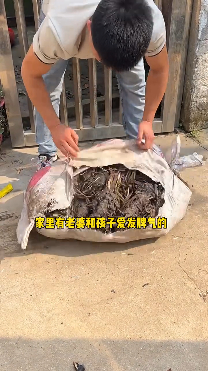 别看它长的丑,开花非常好看,给水就能存活,不挑环境和水质 #花卉绿植 #水培植物