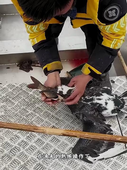 渔夫是如何通过鱼鹰捕鱼的?